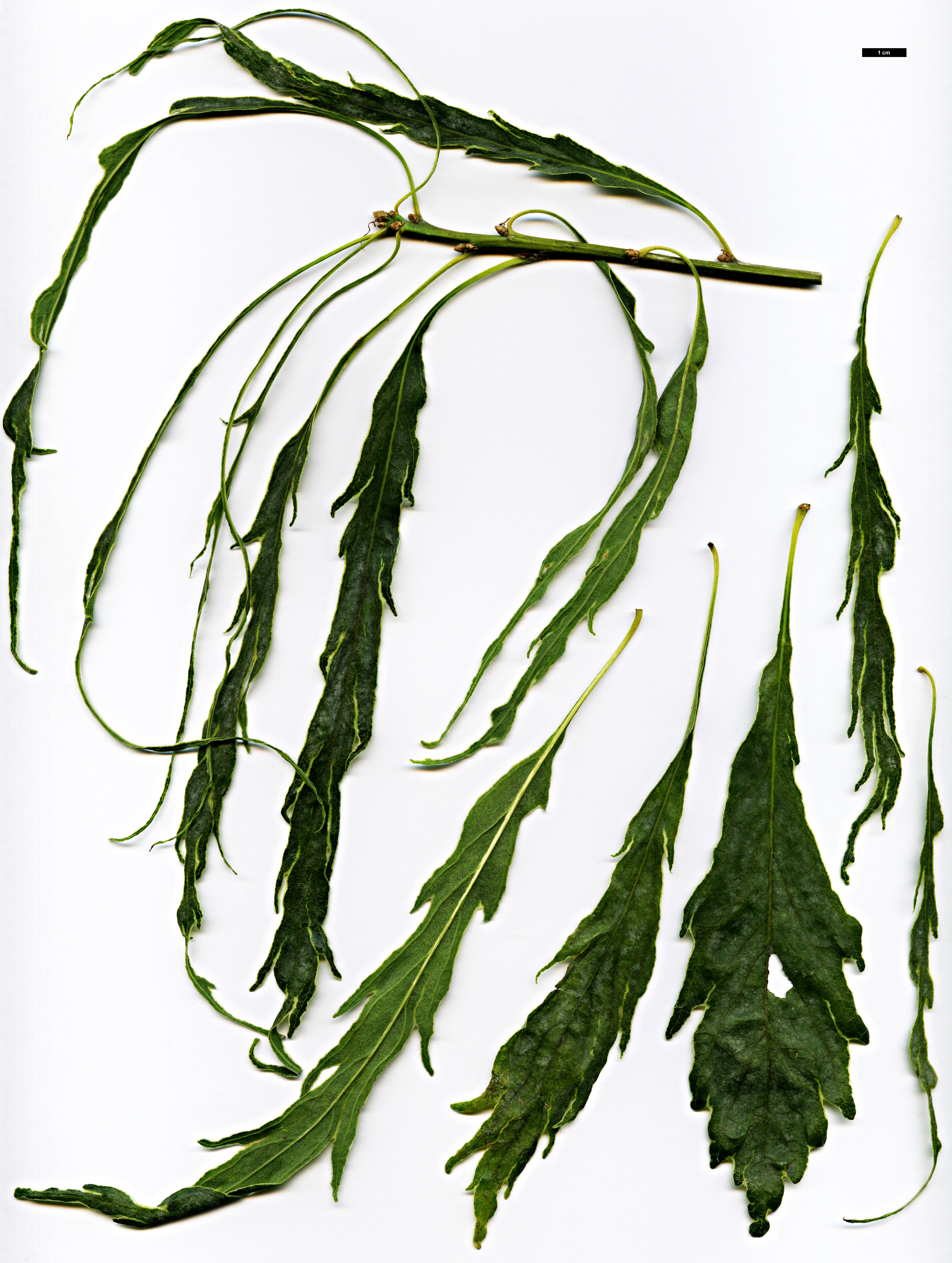 High resolution image: Family: Fagaceae - Genus: Quercus - Taxon: petraea - SpeciesSub: 'Laciniata Crispa'